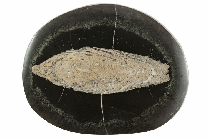 Polished Fish Coprolite (Fossil Poo) Nodule Half - Scotland #242057